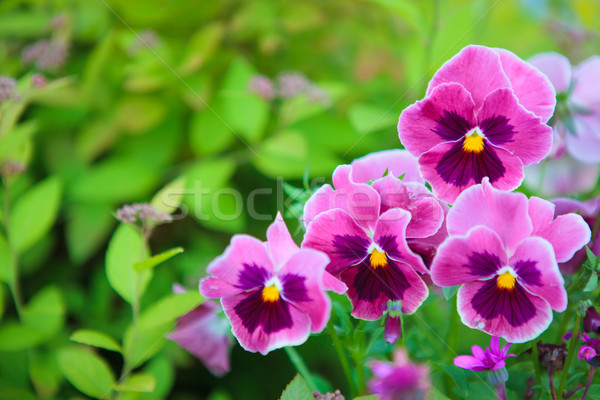 Group of pansy in the garden Stock photo © Juhku