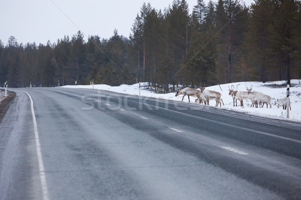 Reindeer flock in the way at road Stock photo © Juhku