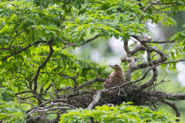 Young tiger heron in treetop nest Stock photo © Juhku