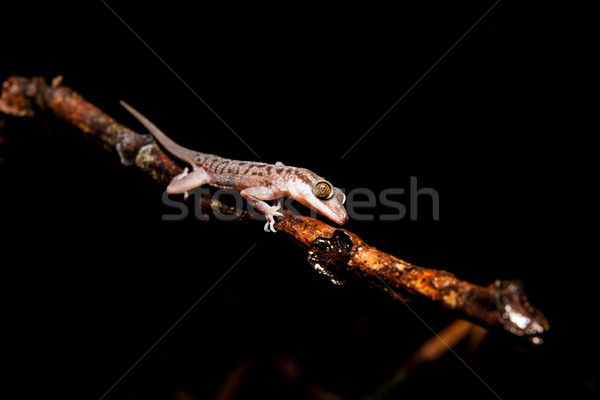 Gecko on a branch at night Stock photo © Juhku