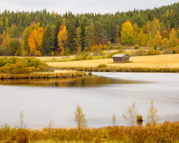 Zdjęcia stock: Piękna · jesienią · krajobraz · Finlandia · niebo · drzewo