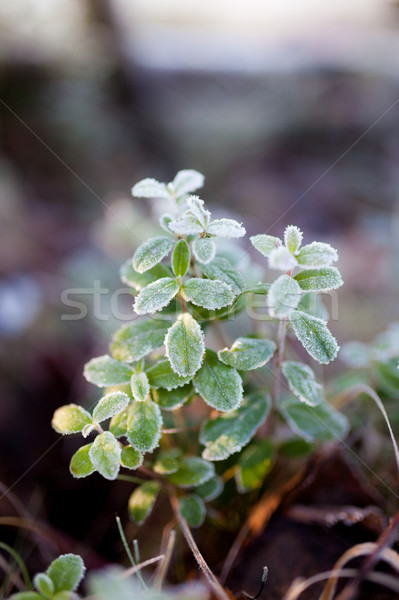 Frosty lingonberry twigs Stock photo © Juhku