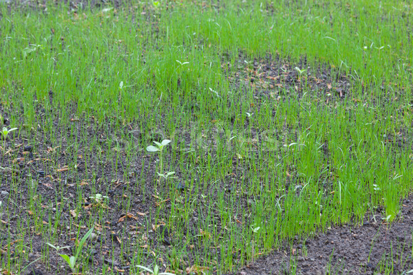 Nowego trawy rozwój tekstury charakter tle Zdjęcia stock © Juhku