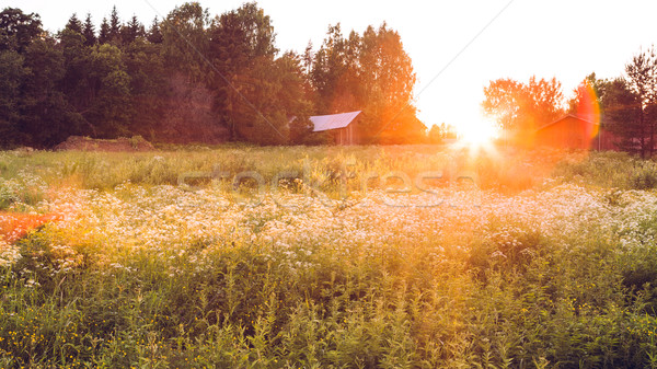 Meadow landscape at sunset Stock photo © Juhku