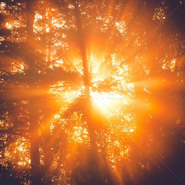 Raggi di sole albero mattina nebbia dettagli fogliame Foto d'archivio © Juhku