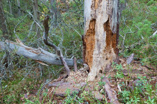 Zgniły martwych drewna drzewo lasu Finlandia Zdjęcia stock © Juhku