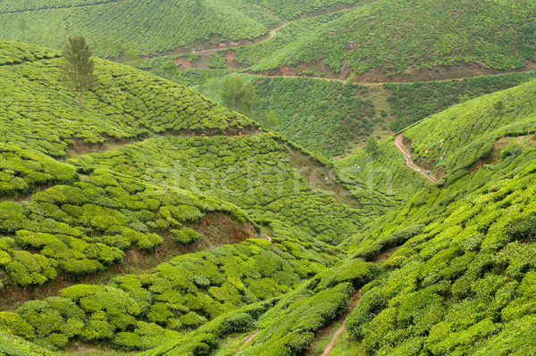 Tea plantations munnar india Stock photo © Juhku