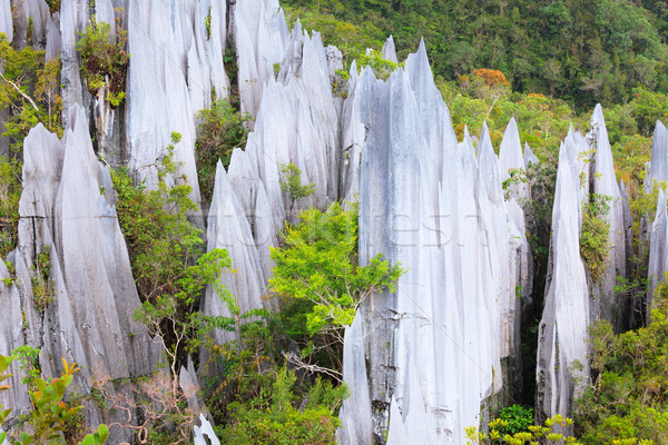 Calcaire parc formation bornéo Malaisie arbres [[stock_photo]] © Juhku