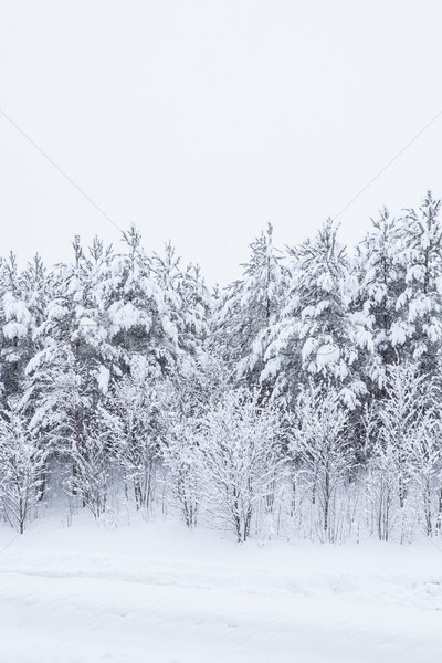 Pădure copaci acoperit zăpadă cer peisaj Imagine de stoc © Juhku