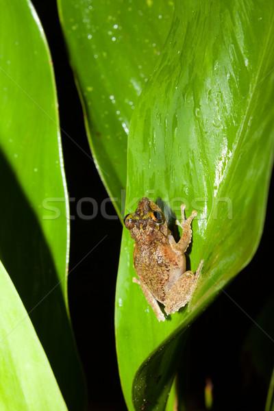 Small frog at big leaf in rainforest Stock photo © Juhku