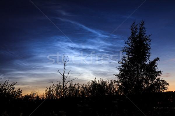 Tree silhouette noctilucent clouds background Stock photo © Juhku