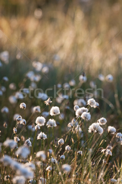 Cotton grass at sunlight Stock photo © Juhku