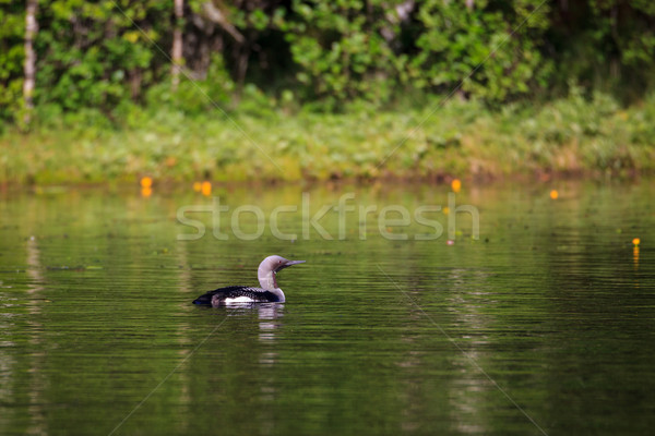 Stock photo: Loon swimming in small lake
