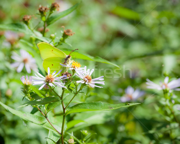 Butterfly and flower in summer nature Stock photo © Juhku