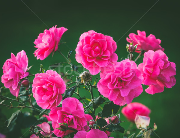 Rosa rosas rocío gotas cama de flores belleza Foto stock © Juhku