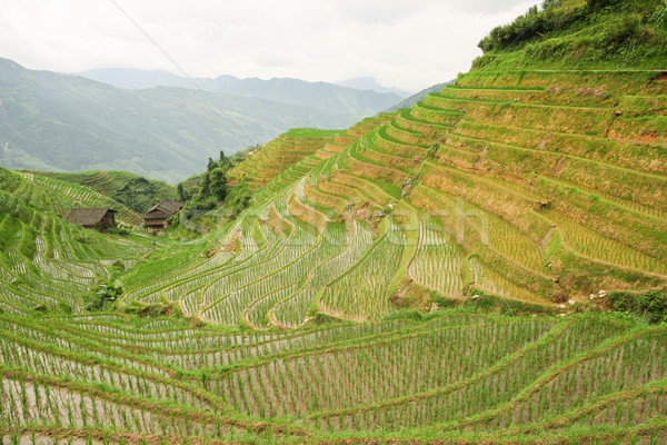 Ryżu pola Chiny krajobraz mętny dzień Zdjęcia stock © Juhku