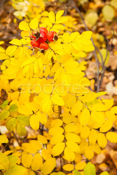 Yellow autumn rose and red rosehip Stock photo © Juhku