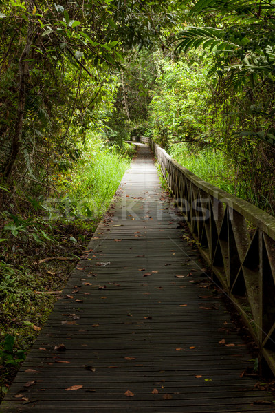 Boardwalk in dense rainforest Stock photo © Juhku