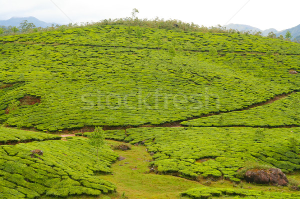 Tea plantations munnar india Stock photo © Juhku