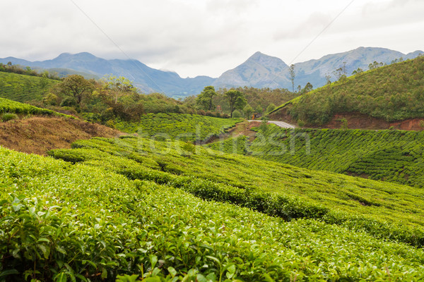 Tea plantations munnar india Stock photo © Juhku