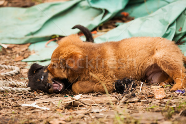 Foto d'archivio: Cute · cuccioli · giocare · insieme · strada · urbana