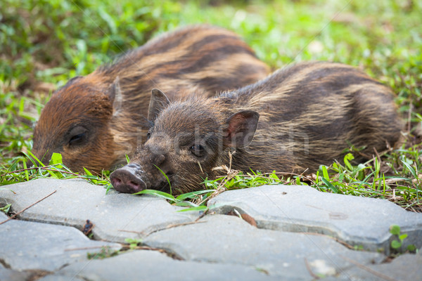 Baby wild boars sleeping on grass Stock photo © Juhku