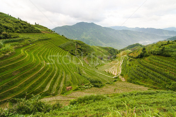 Longsheng rice terraces china Stock photo © Juhku