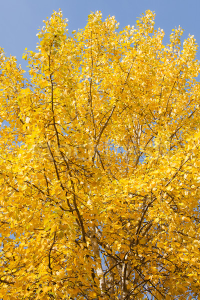 Yellow aspen foliage at autumn Stock photo © Juhku