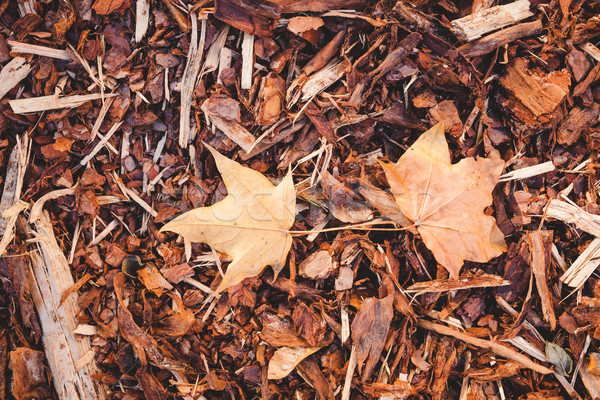 Bark mulch and autumn maple leaves Stock photo © Juhku