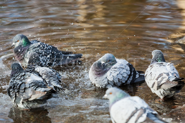 Pigeons birds bathing Stock photo © Juhku