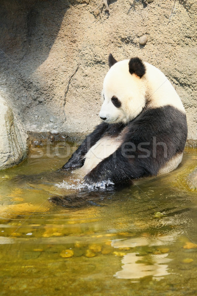 ストックフォト: 巨人 · パンダ · 座って · 水 · バス