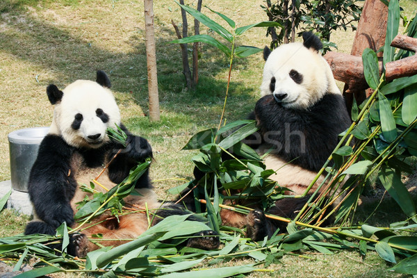 Dos comer bambú gigante familia naturaleza Foto stock © Juhku