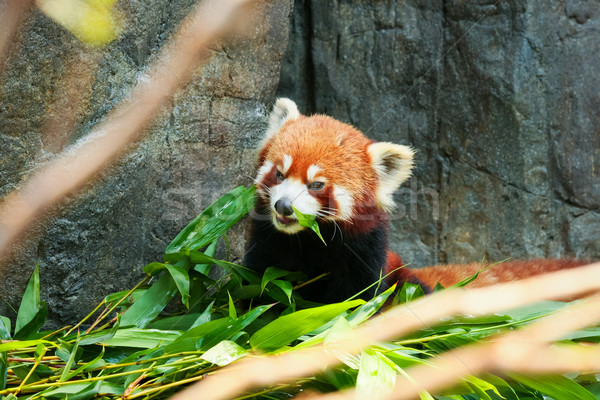 Cute red panda eating bamboo Stock photo © Juhku