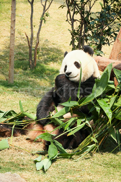 Panda eating bamboo Stock photo © Juhku