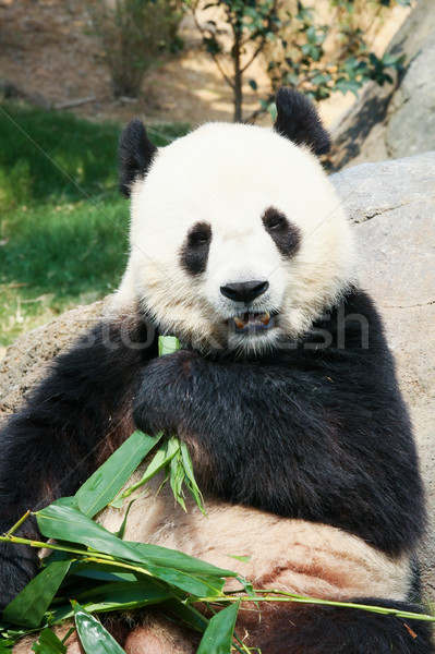 Panda еды бамбук гигант листьев портрет Сток-фото © Juhku