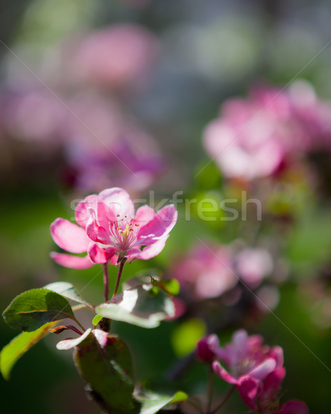 Foto d'archivio: Bella · melo · fiori · primavera · fiore · albero