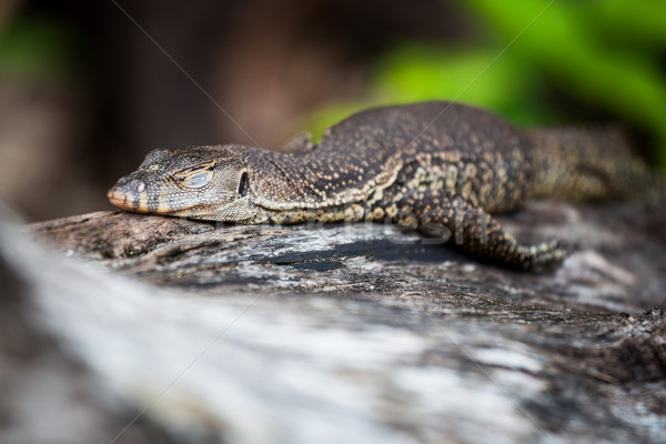 Lizard sleeping on log Stock photo © Juhku