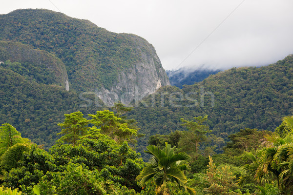 Exotic rainforest landscape Stock photo © Juhku