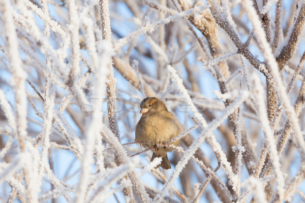 Sparrow sitting in frost bush Stock photo © Juhku