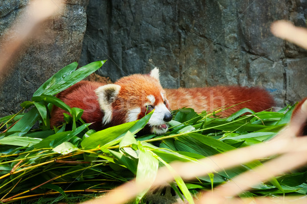 Cute red panda laying down Stock photo © Juhku