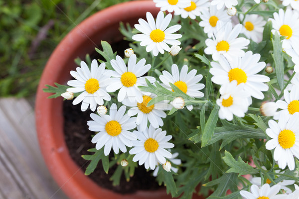 Foto d'archivio: Margherite · pot · sopra · home · giardino · fiori