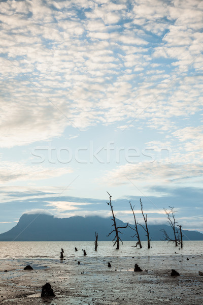 Martwych drzew błotnisty plaży wygaśnięcia niski Zdjęcia stock © Juhku