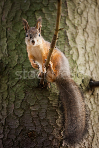 Eurasian red squirrel in the tree Stock photo © Juhku