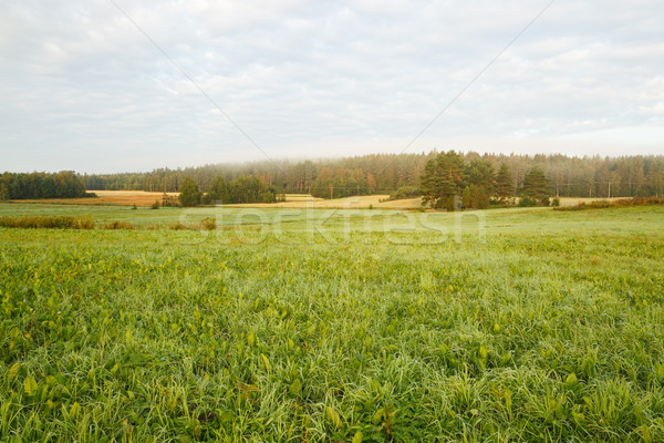 Grassland field summer morning Stock photo © Juhku