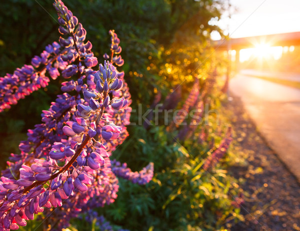 Sunlight illuminate lupine flower near road after rain Stock photo © Juhku