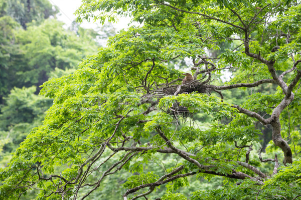 Young tiger heron in treetop nest Stock photo © Juhku