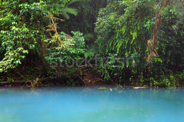 Rio növényzet buja park Costa Rica erdő Stock fotó © Juhku