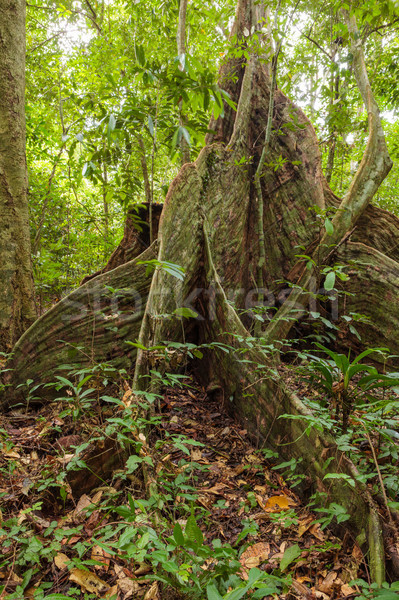 ストックフォト: ツリー · 根 · 熱帯雨林 · ボルネオ島 · マレーシア · 森林