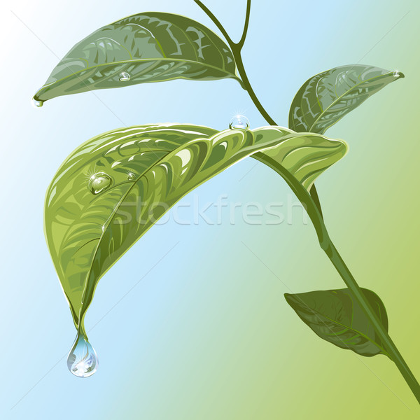 Blätter editierbar Wasser Hintergrund blau Drop Stock foto © jul-and