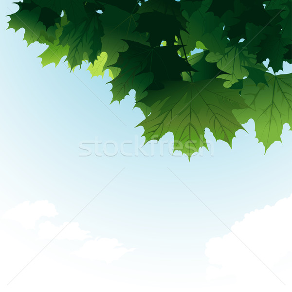 Foto stock: Verde · arce · hojas · cielo · fácil · cambio